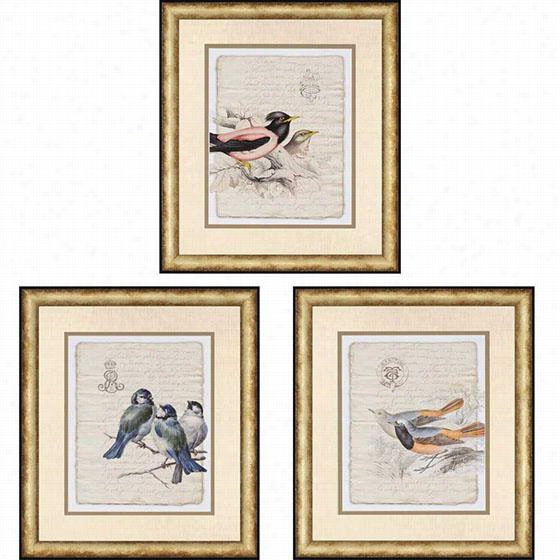 Bidrs On Document Framed Wall Skill Ii - Set Of 3 - Set Of 3, Tim Burney