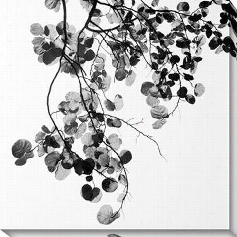 Bougainvillea Canva Swall Art - 40""hx40&quo;t"w, Black