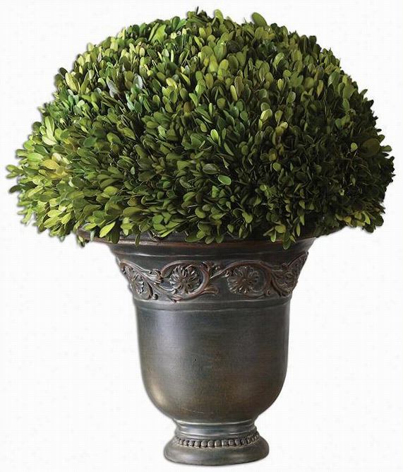 Pdeserved Boxwood Earth  Ornamental  - 20""hx20""diameter, Bronzze