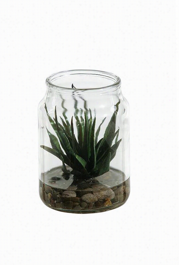 Agave In Glass Jar - 5.5"&quo T;hx4"&quo T;wx4""d, Green