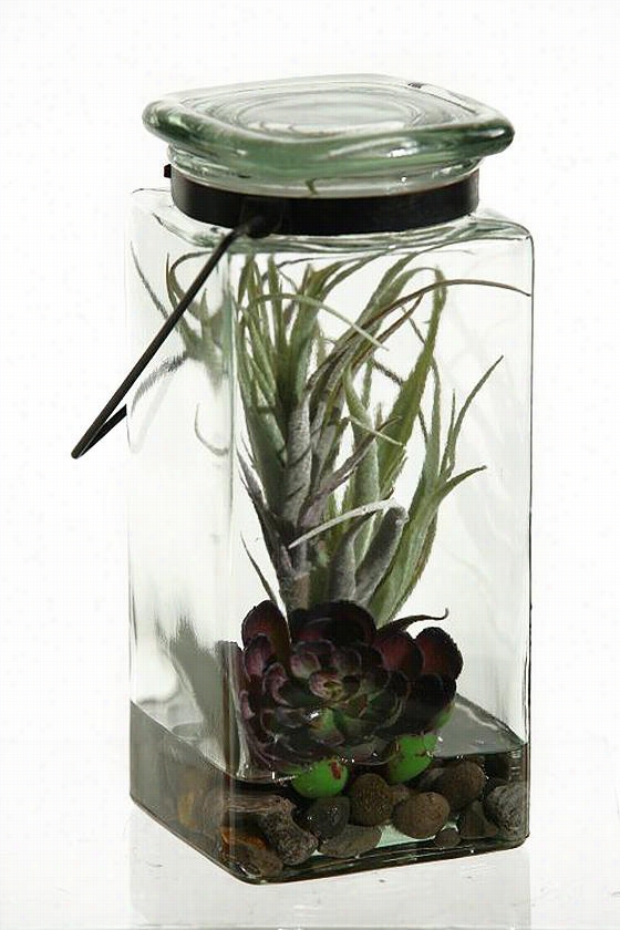 Baby Echeveria And Tiillandsia In Glasss Jar  -7.25"&quuot;hx4""wx4""d, Green