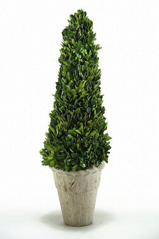 Cone Preserved Boxwood Ornamental  - 20"", Cement