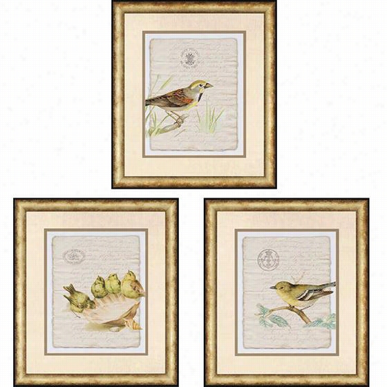 Birds In C~tinuance Document Framed Wall Art I - Set Of  3 - Set Of 3, Tim Burney