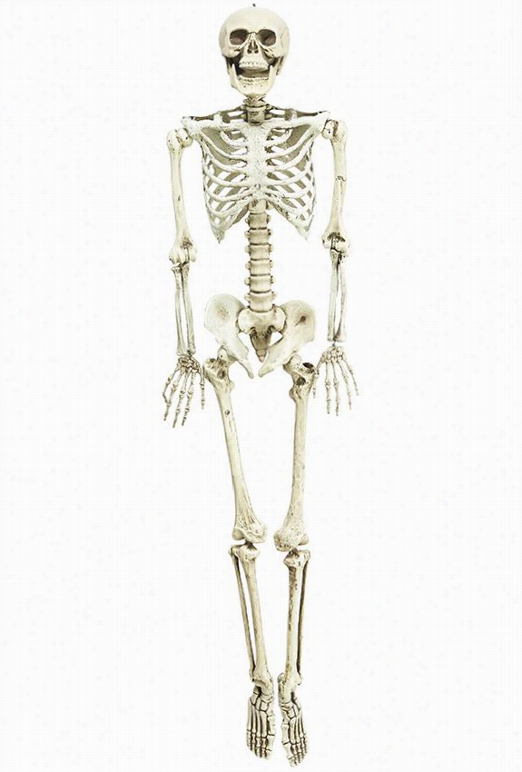 Mart Ha Stewart Living Hanging Skeleton - 65""hx15 .75""wx6""d, Ivory