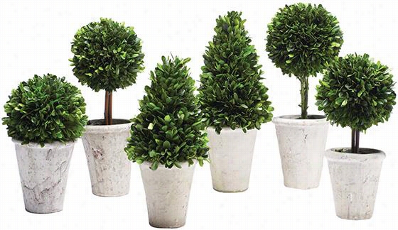 Boxwood Topiaries - Set Of 6 - Set Of 6 Assrtd, Green