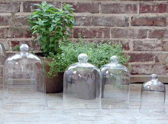 Glass Clohce Bell Jar - Tall , Clear