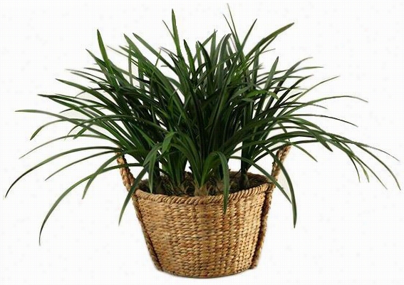 Green Areca Grass In Seagrass Basket - 29"";hx36"&qu0t;diameter, Ivory