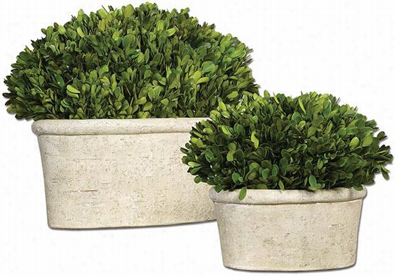 Preserved Boxwood Oval Topiaries - Set Of 2 - Set Of 2, Mossy Stone