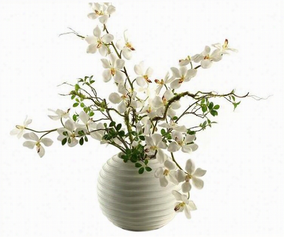 Vanda Orch1ds - 34"&;quot;hx36""diameter, White