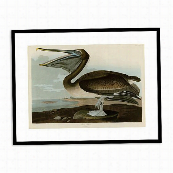 Brown Pelican Wall Art - 29&quo;t"xh37"" ;wx2"", John James Audubon