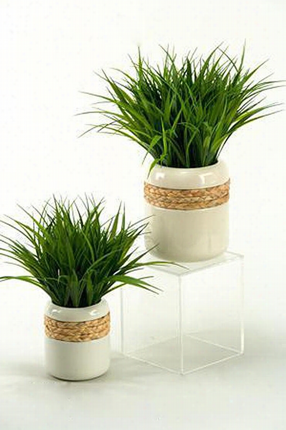 Wildgrass In Ceramic Planter - Large, Hwite Ceramic Planter With Seagrass And