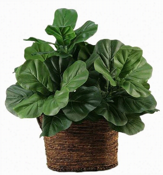 Fiddle Leaf Fg In Basket - 26"&quof;hx24""diameter, Brown