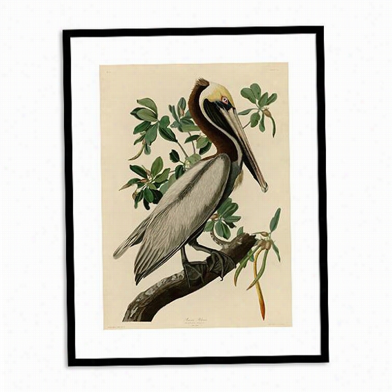 Pelican On A Branch Wall Art - 29"&qjot;hx37""wx2"", John James Audubon