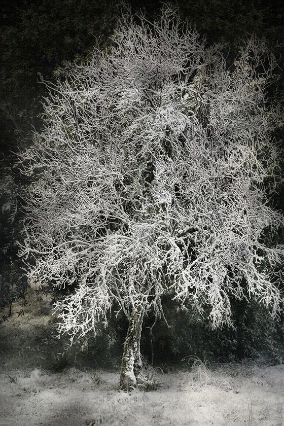 Treee In The Snow Wall Art - 60""hx40""wx2""d, Harold Davis