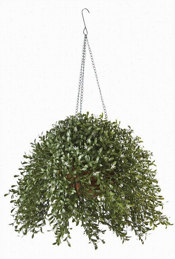 Argentea Plant In Hanging Basket - 18""hx118""diamete, Green