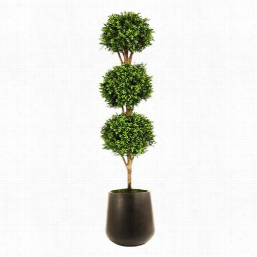 Distinctive Designs T-793-65-f90s 6-1/2-7' 3-abll Boxwood Topiary In Small Round Blcak Outdoor Fiberglass Planter