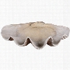 Uttermost Clam Shell Bowl