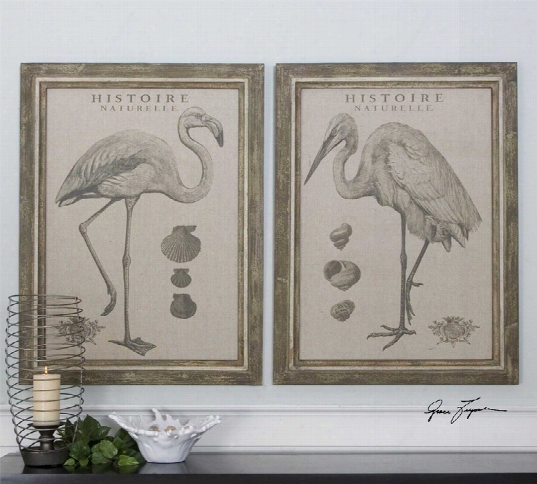 Uttermost Natural History Framed Art Set Of 2