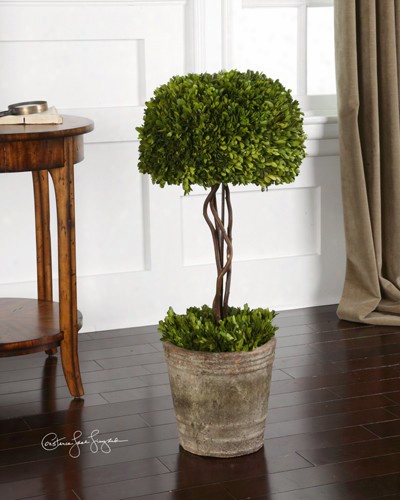 Uttermost Botanicals Preserved Boxwood-tree Topiary