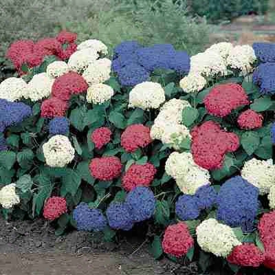 3-n-1 Hydrangea