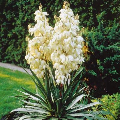 Adam's Needle Yucca