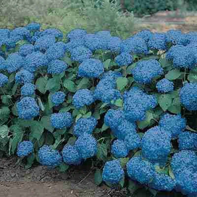 All Summer Beauty Hydrangea