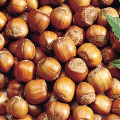 American Filbert Hazelnut