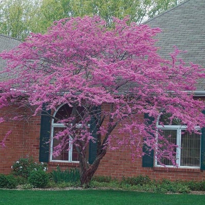 American Redbud