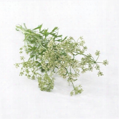 Anise Herb