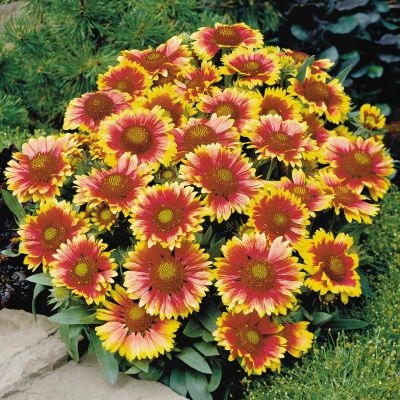 Arizona Sun Dwarf Gaillardia