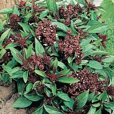 Basil Siam Queen Thai Herb