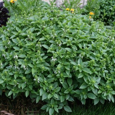 Basil Sweet Herb