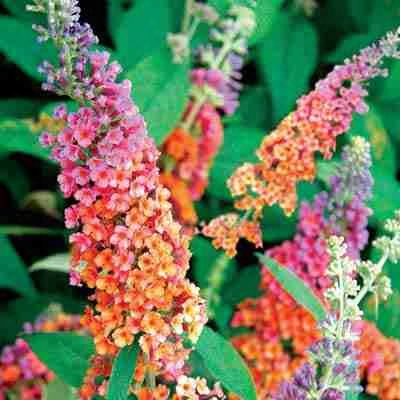 Bi-color Butterfly Bush