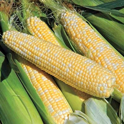 Bi-licious Hybrid Sweet Corn