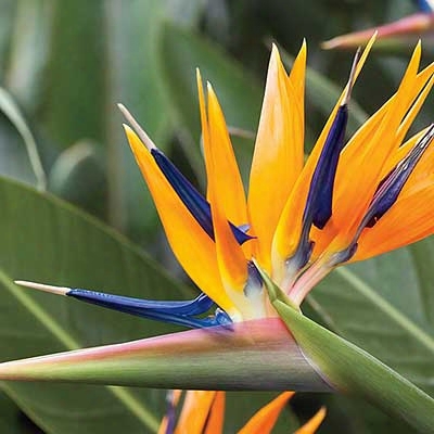 Bird Of Paradise