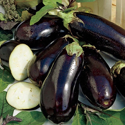 Black Beauty Eggplant