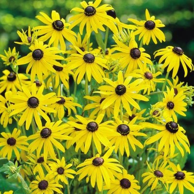 Black-eyed Susan