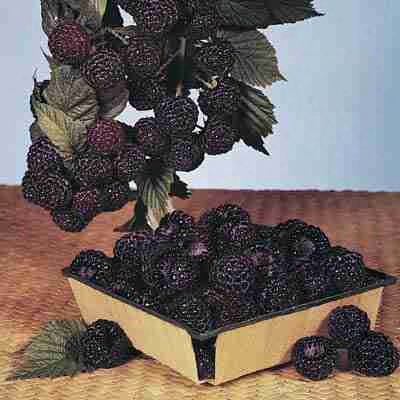 Black Hawk Raspberry