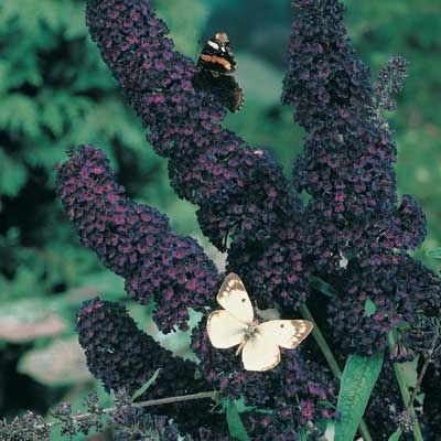 Black Knight Butterfly Bush