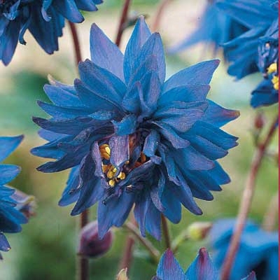 Blue Barlow Columbine