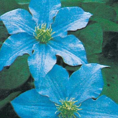 Blue Clematis