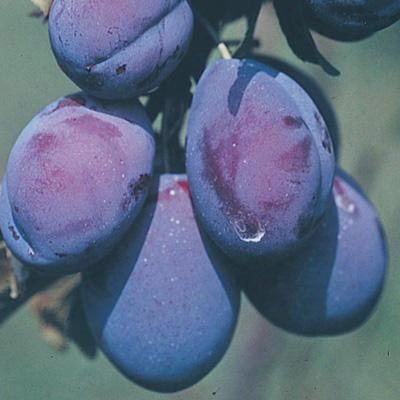 Blue Damson Dwarf Plum