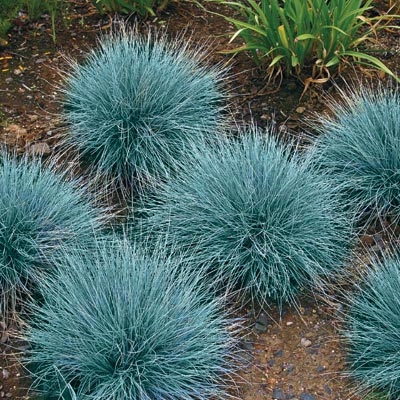 Blue Festuca Grass