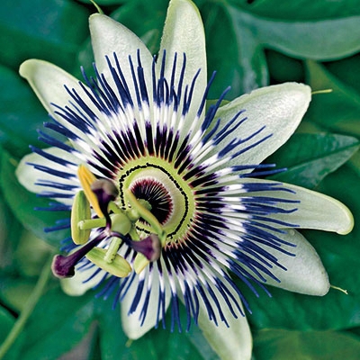 Blue Passion Flower