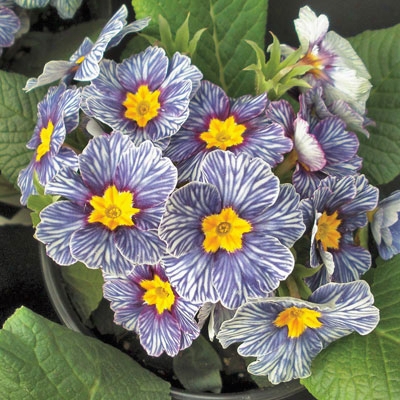 Blue Zebra Primrose