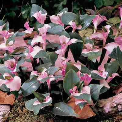 Blushing Bride Tradescantia