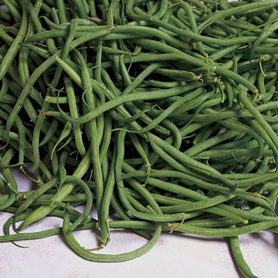 Burpee's Stringless Bush Bean