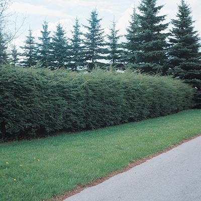 Canadian Hemlock