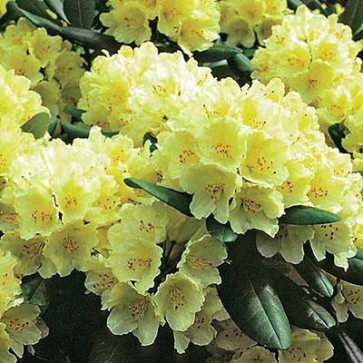 Capistrano Rhododendren