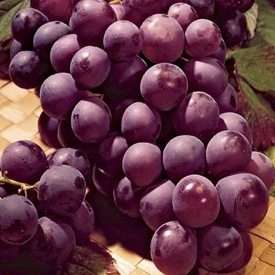 Catawba Grape